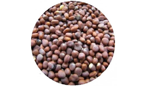 Семена масличной редьки 1 кг Агро Майстер