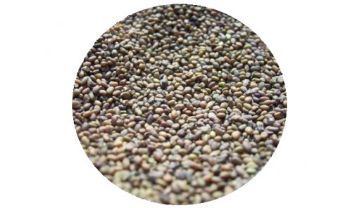Семена Клевер красного (Луговой) 1 кг