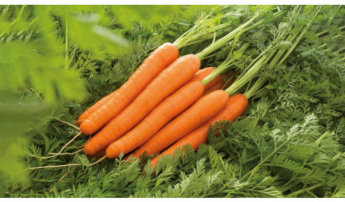 Семена Моркови Лагуна F1 25000 шт  2,0-2,2 мм (Nunhems)