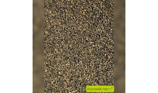 Семена Фацелии (медонос) 1 кг