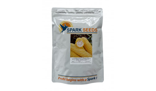 Семена Кукурузы сахарной 1709 F1 2500 шт. (Spark Seeds)