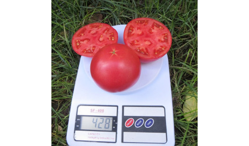 Семена Томата Пинк Буш F1 100 Н Sakata