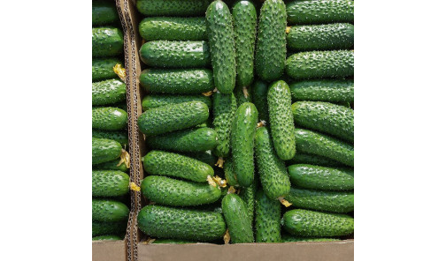 Насіння Огірка Арістан F1 1000 н Bejo