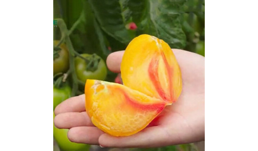 Насіння Томату індетермінантного Мадрид 5 шт Clause