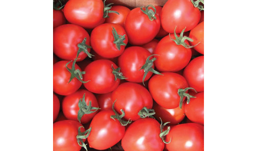 Насіння Томату Колібрі 1000 н Clause