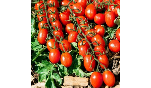 Насіння Томату Туті Фруті F1 250 н Clause