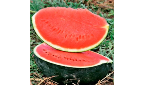 Семена Арбуза Баронесса F1 100 шт Rijk Zwaan