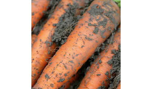 Насіння Моркви Каротан F1 50 г Rijk Zwaan