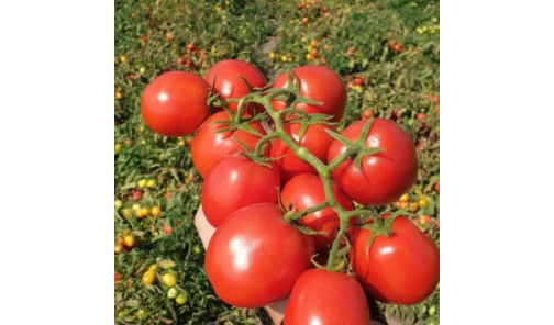 Насіння Томату Детермінантного ES 14916 F1 1000 шт Esasem