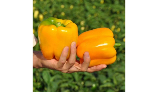 Семена Перец Казантип (Спрингбокс) F1 500 шт Clause